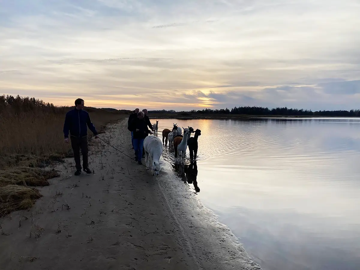 Selvom der ikke er mange lyse timer i døgnet, er en alpacawalk i solnedgangen nu altid noget særligt.