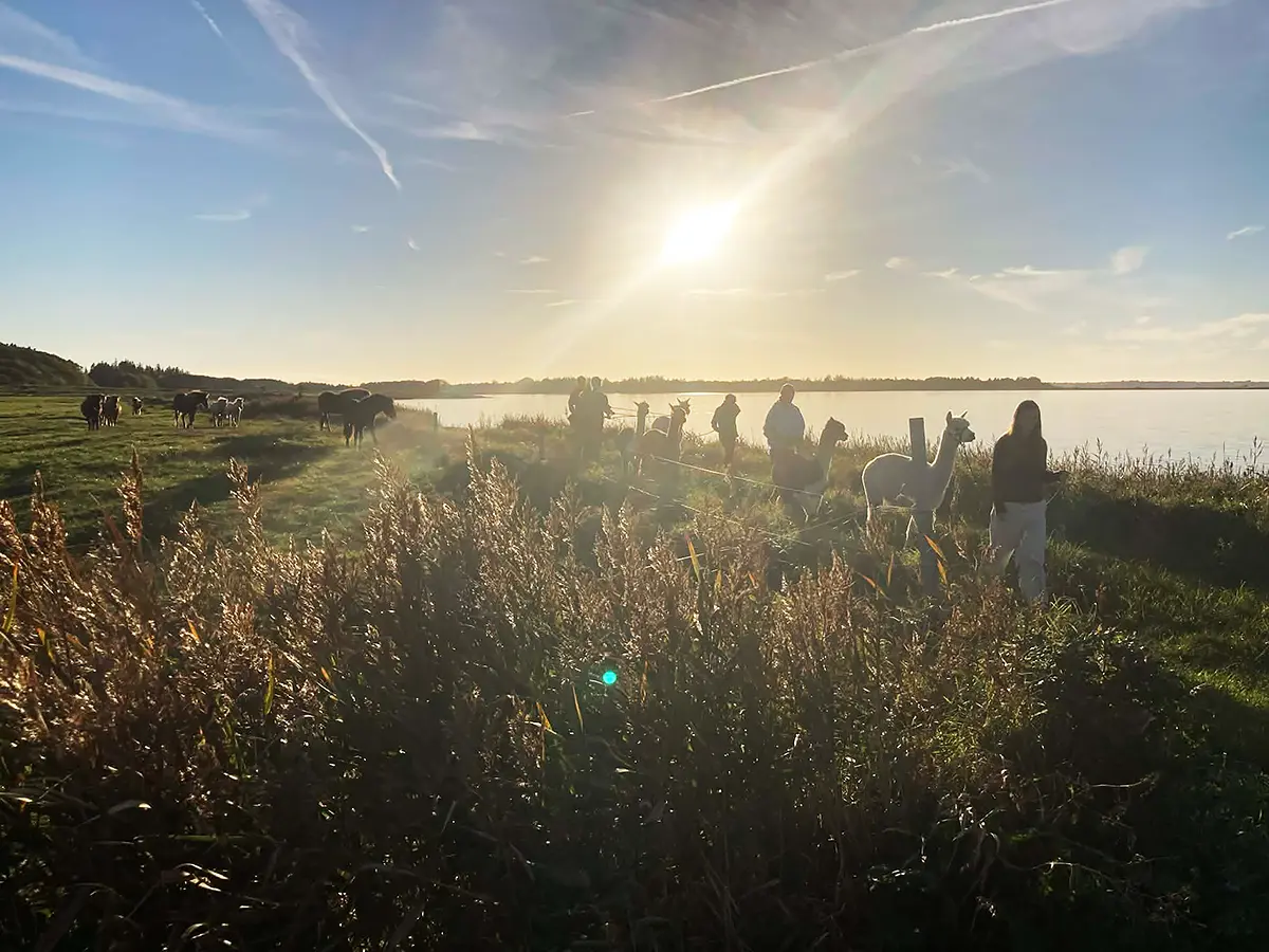 Selvom der ikke er mange lyse timer i døgnet, er en alpacawalk i solnedgangen nu altid noget særligt.
